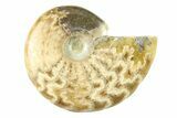 3/4 - 1 1/4" Polished Ammonite Fossils - Madagascar - Photo 3